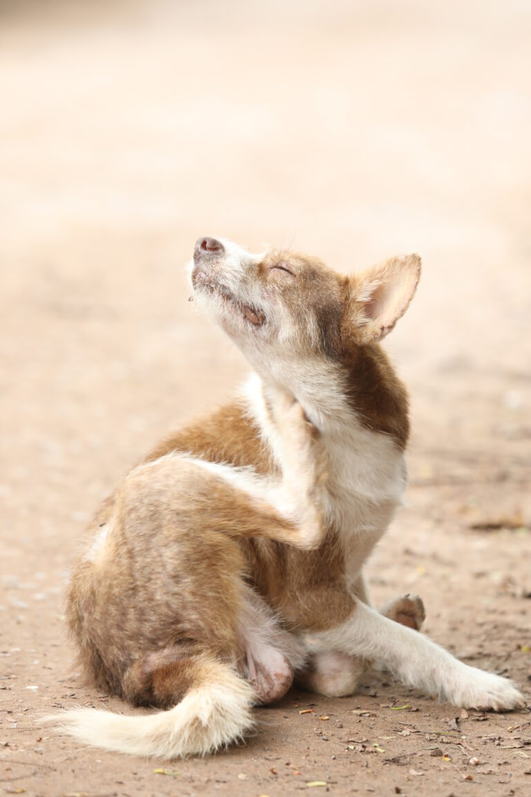 Dog's scratching her ear,Dogs with ticks and dermatitis