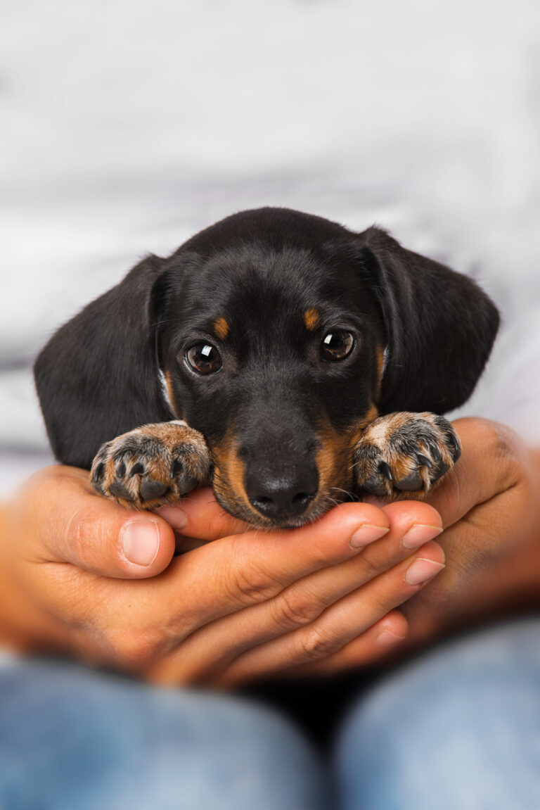 Cute dachshund puppy lying on human knees
