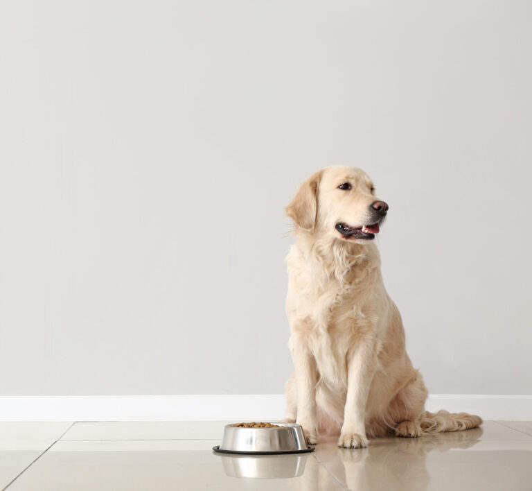 Cute dog and bowl with food near light wall